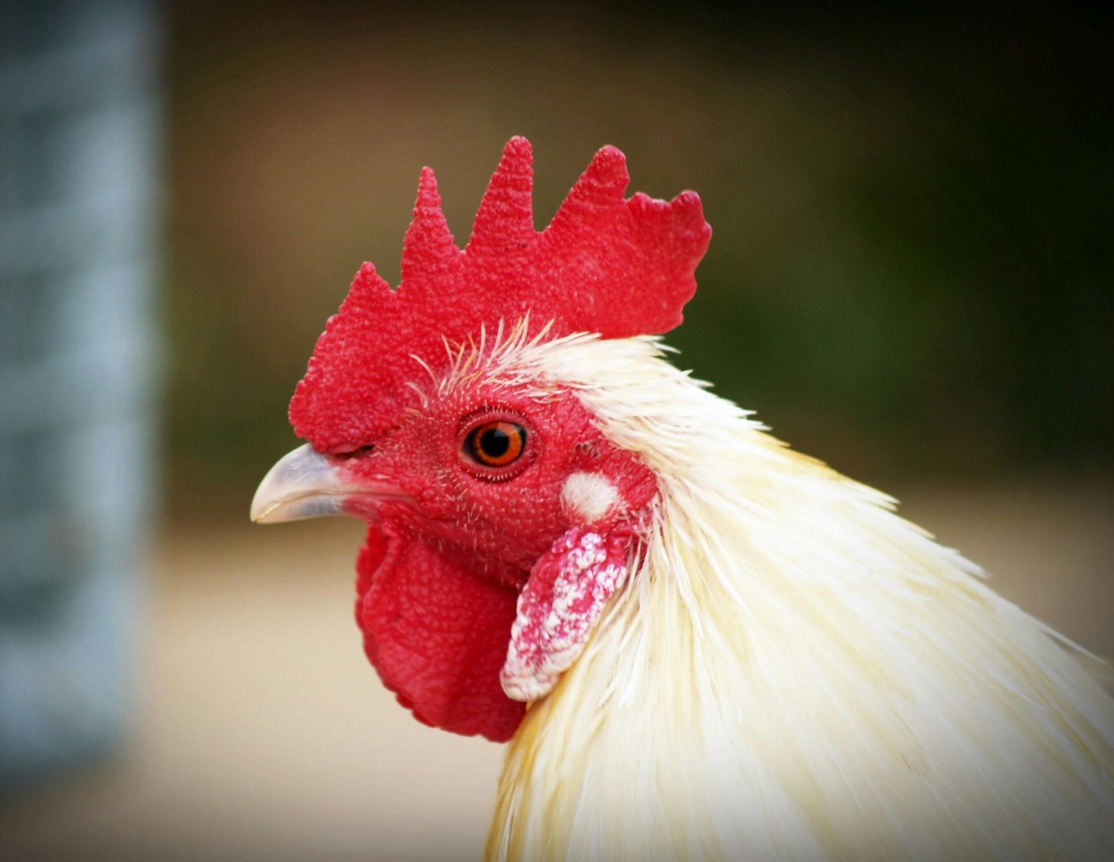 A close-up photo of a white rooster with a distinct red cockscomb, showing fine feather details.